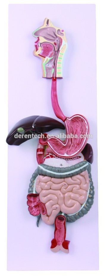 Digestive system model l, Human digestive model