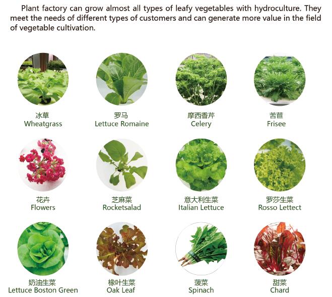 Soilless Culture Natrual Light Agriculture Plant Factory Rebe1