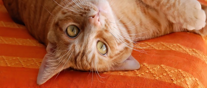 orange-tabby-cat-on-orange-couch(1)