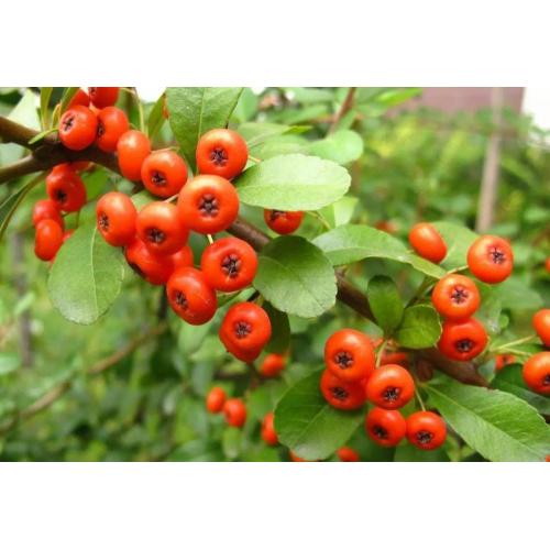 Schisandra-Beeren-Extrakt-Pulver