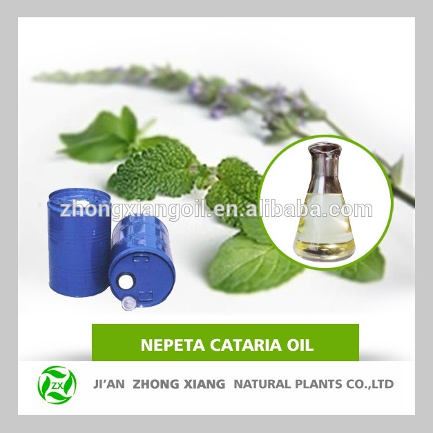 Best Selling Natural Nepeta oil Weeping forsythia oil