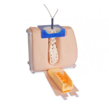 Lumbar Puncture Training Model