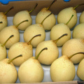 New Crop High Quality Su Pear
