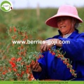 Frutti di Goji di qualità superiore della frutta della fornitura della fabbrica