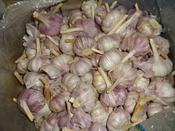 Fresh Normal White Garlic Jinxiang