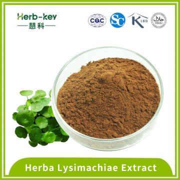 10:1 Herba Lysimachiae Extract powder contains flavone