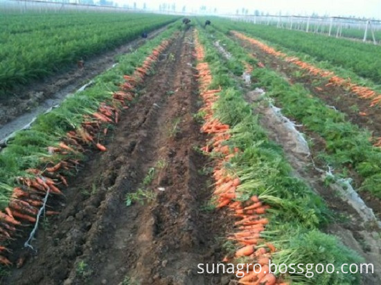 Fresh Carrots Are Popular