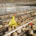 Gabbia di pollo automatico alla griglia