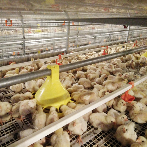 automatic broiler chicken cage