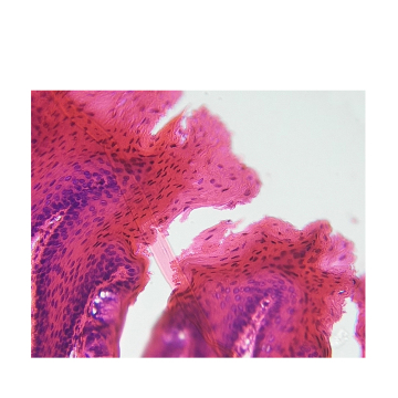 Human Tongue Histology Slides for Higher Education