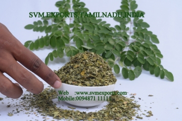 Moringa Teacut leaf Suppliers