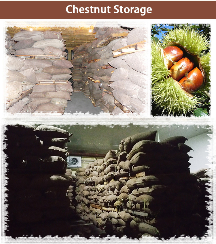 high quality hebei zunhua chestnut