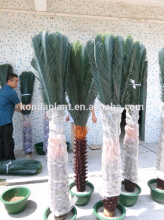 Fake cycads revoluta,cycas bonsai tree,ornamental cycas plant
