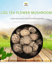 Log Tea Flower Mushroom