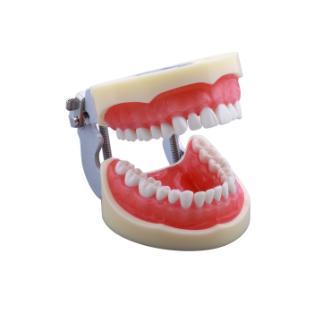 Replacement Tooth Model for Student Practice Typodont