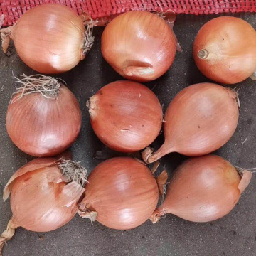 Fresh Yellow Top Quality Onion