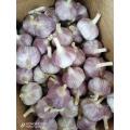 2022 Natural Fresh White Garlic Vegetables