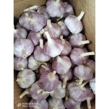 best selling products natural normal white garlic price