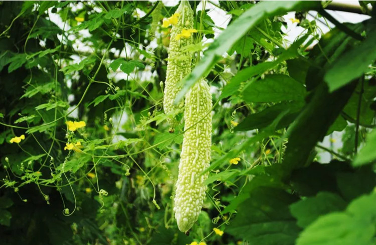 Momordica Charantia Powder Momordica Charantia Powder