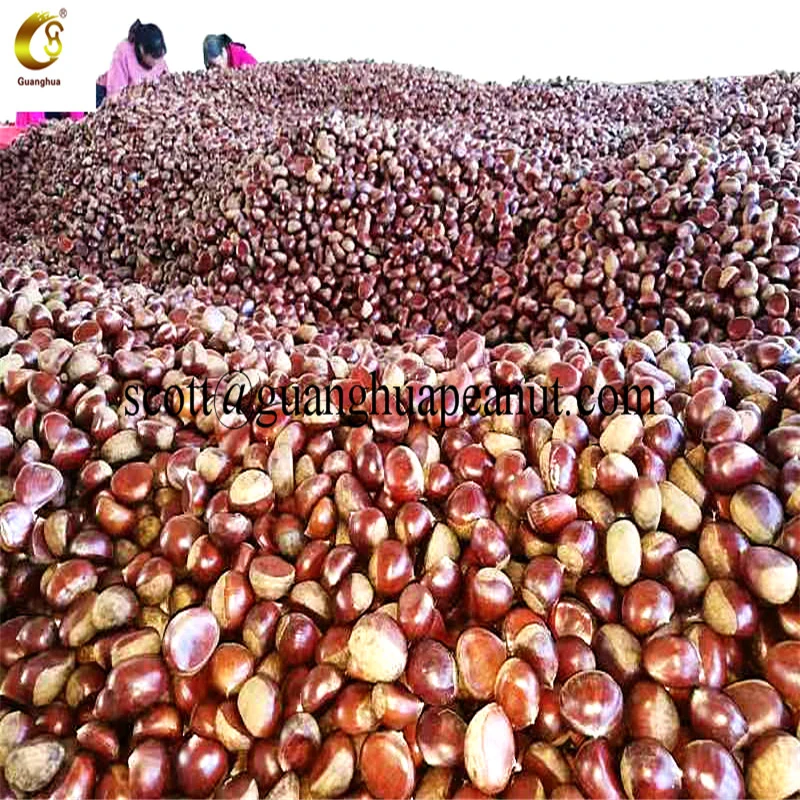 New Season Hot Export Chinese Fresh Chestnut for Roasting