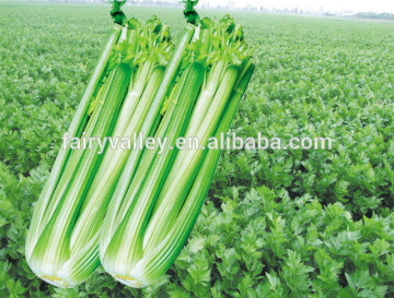 Hybrid high yield celery seeds for growing-Siatta