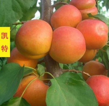 Fresh apricot cobbles