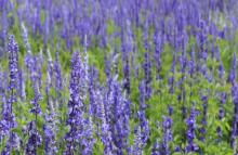 Flower seeds for sale cheap