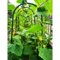 Garden growth support plant cover frame