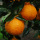 Orange Type Oranges fraîches à vendre