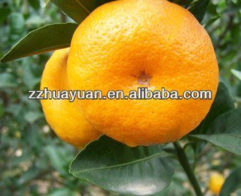 Fresh nanfeng baby mandarin orange / Lugan / Ponkan / tangerine