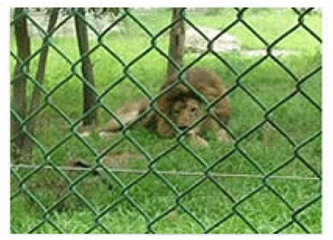 chain link fence panels cage