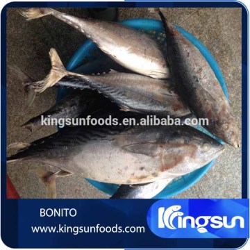 Frozen Bonito Fish