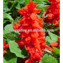 2015 Hot sale red clary sage seeds for growing
