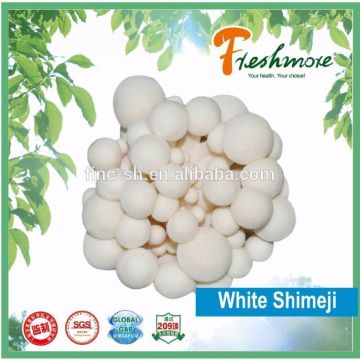 Finc fresh finc long shelf life pleurotus