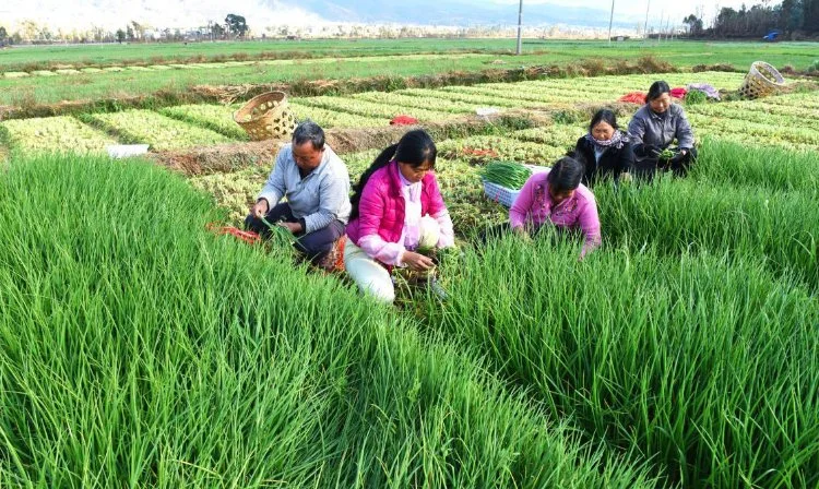 China Freeze Dried Chives, Green Onion