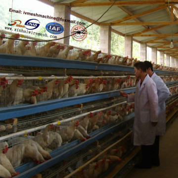 chicken egg laying cage, poultry farming equipment