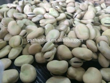 Chinese Gansu dry broad beans