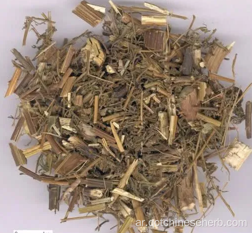 أعلى جودة الأرطماسيا Carvifolia