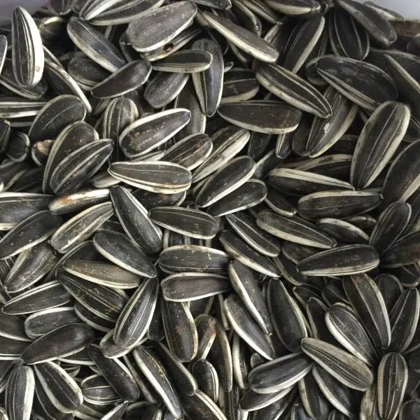 New Crop Best Quality 2021 Sunflower Seeds