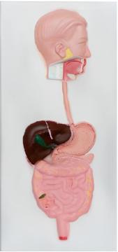 Digestive system relief model