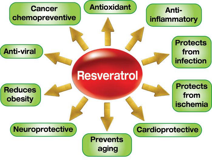 Resveratrol powder benefits