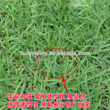 High Germination Rate High Purity Grass Seeds For Growing Bermuda Grass Seeds
