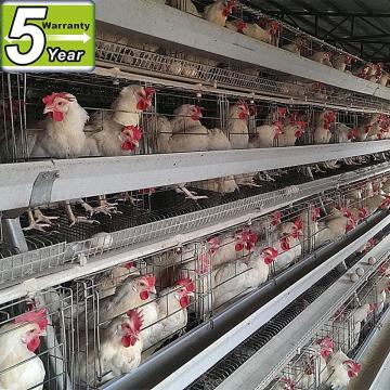 Supply automatic hen battery cage