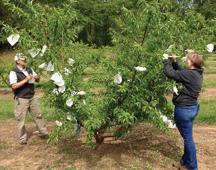 Organic Peach Growing Bagging