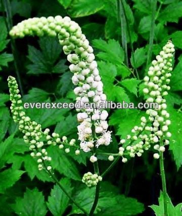 100% Natural Black Cohosh Extract