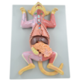 Anatomy model of cat embryo
