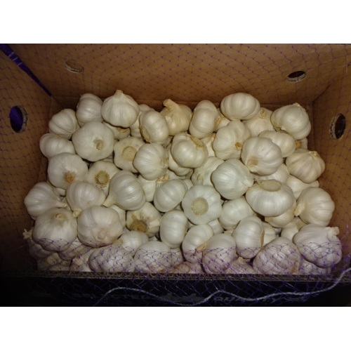 Good Quality Pure White Garlic 2020