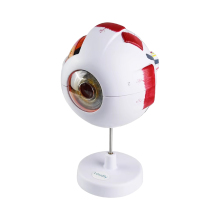 EM-6 Ophthalmic Eyeball Model - 6x Magnified Medical Human Eye Ball Model