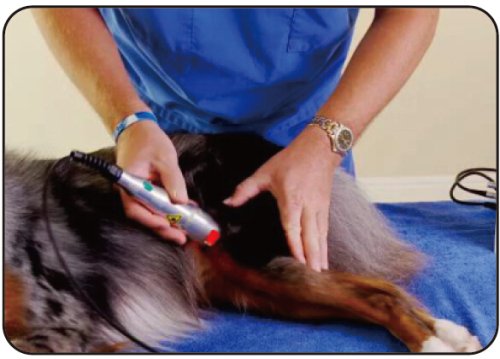 Class IV Laser for Veterinary Therapy