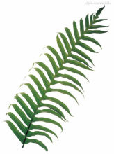 best selling artificial cycas revoluta fern tree bonsai